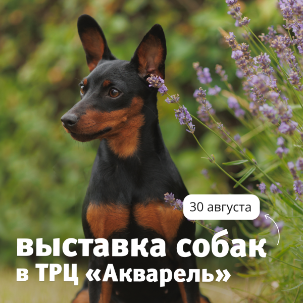 Выставка собак в ТРЦ "Акварель"