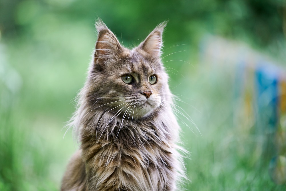maine-coon-cat-portrait-in-garden-2022-03-02-03-18-04-utc (2).jpg