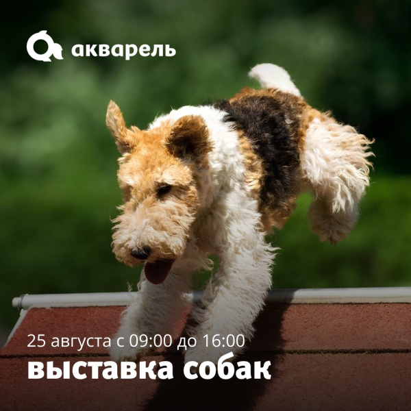 Выставка собак в кинологическом центре