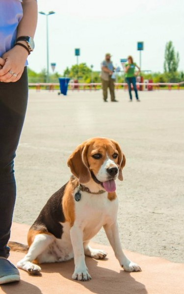 Кубок Волгограда по спортивно-прикладному собаководству