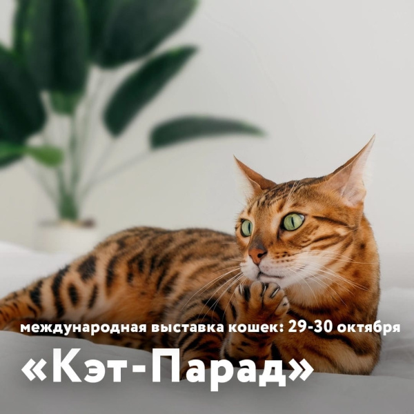 Выставка кошек в ТРЦ «Акварель»