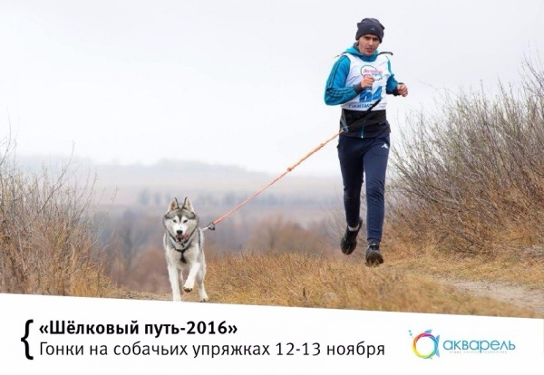 Соревнования гонки на собачьих упряжках — дрейдленд «Шелковый путь-2016»